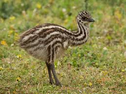 Emu chick